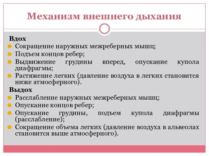 Механизм внешнего дыхания Вдох Сокращение наружных межреберных мышц; Подъем концов ребер; Выдвижение