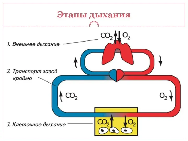 Этапы дыхания