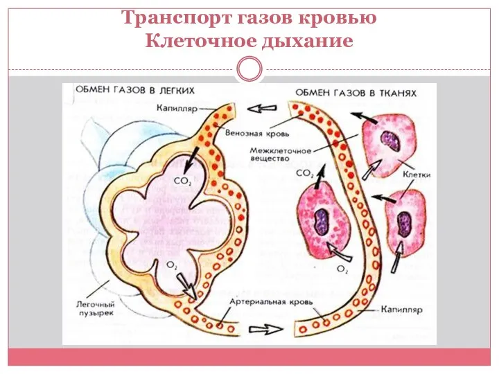 Транспорт газов кровью Клеточное дыхание