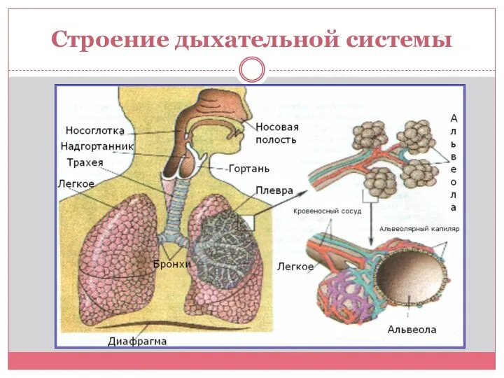 Строение дыхательной системы