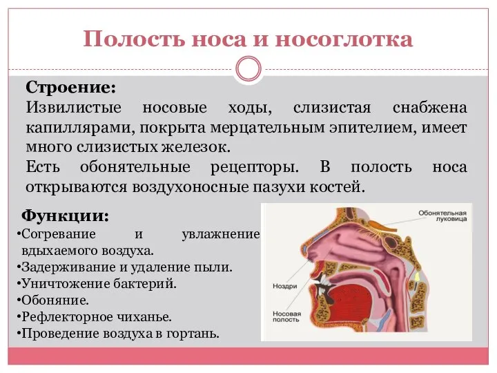 Полость носа и носоглотка Строение: Извилистые носовые ходы, слизистая снабжена капиллярами, покрыта