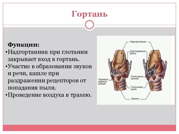 Гортань Функции: Надгортанник при глотании закрывает вход в гортань. Участие в образовании