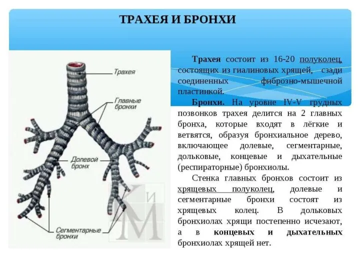 Трахея и бронхи