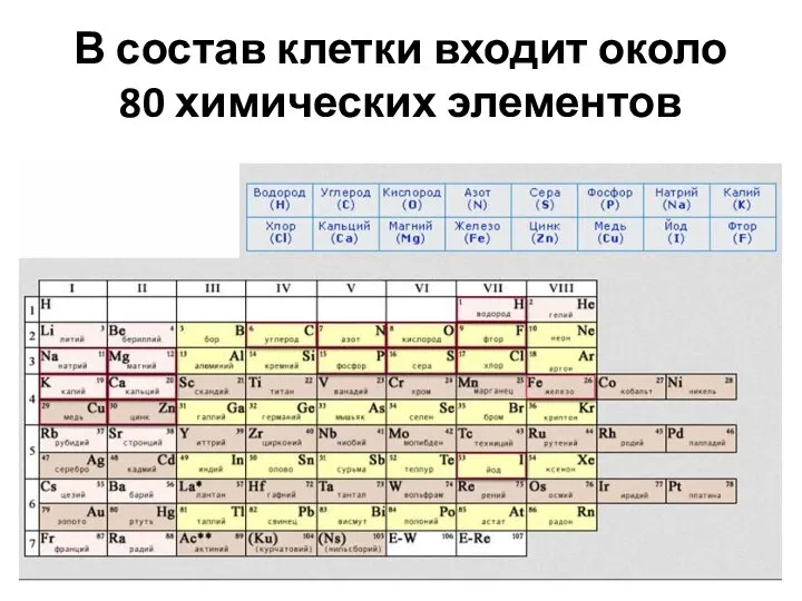 В состав клетки входит около 80 химических элементов