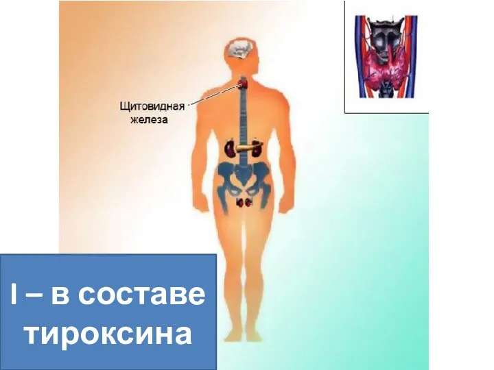 I – в составе тироксина