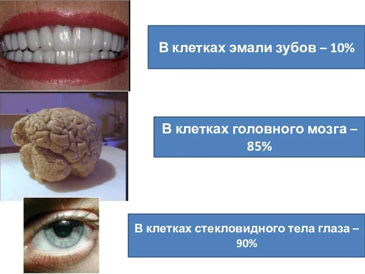В клетках эмали зубов – 10% В клетках головного мозга – 85%