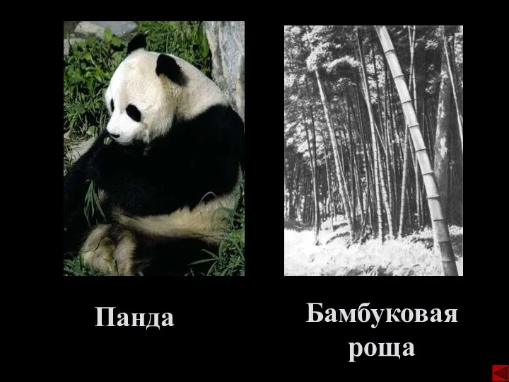 Панда Бамбуковая роща