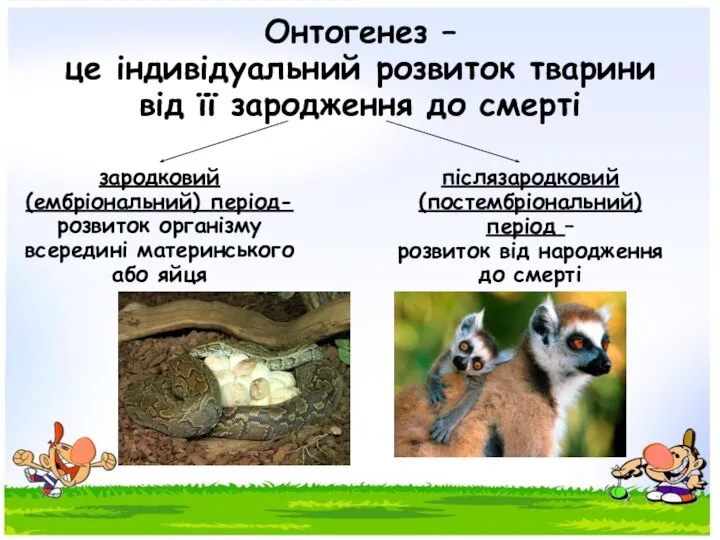 Онтогенез – це індивідуальний розвиток тварини від її зародження до смерті зародковий