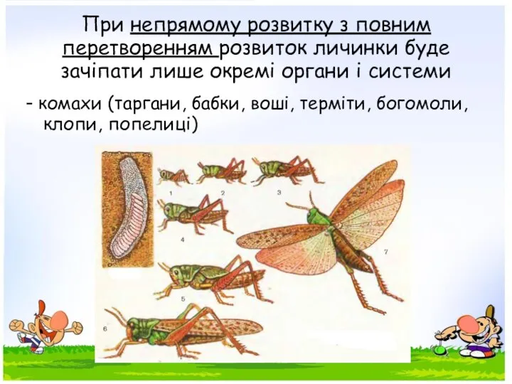 При непрямому розвитку з повним перетворенням розвиток личинки буде зачіпати лише окремі