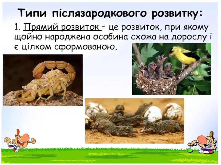 Типи післязародкового розвитку: 1. Прямий розвиток – це розвиток, при якому щойно