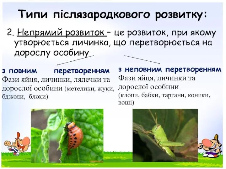 Типи післязародкового розвитку: 2. Непрямий розвиток – це розвиток, при якому утворюється