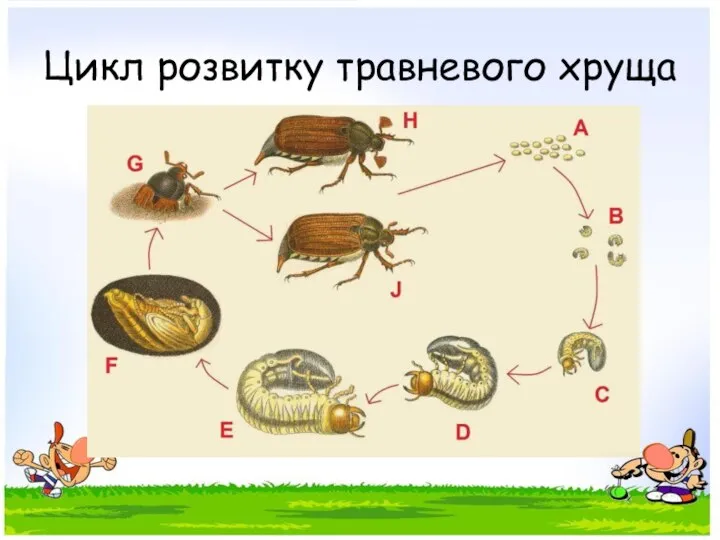 Цикл розвитку травневого хруща