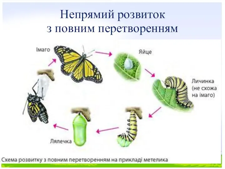 Непрямий розвиток з повним перетворенням