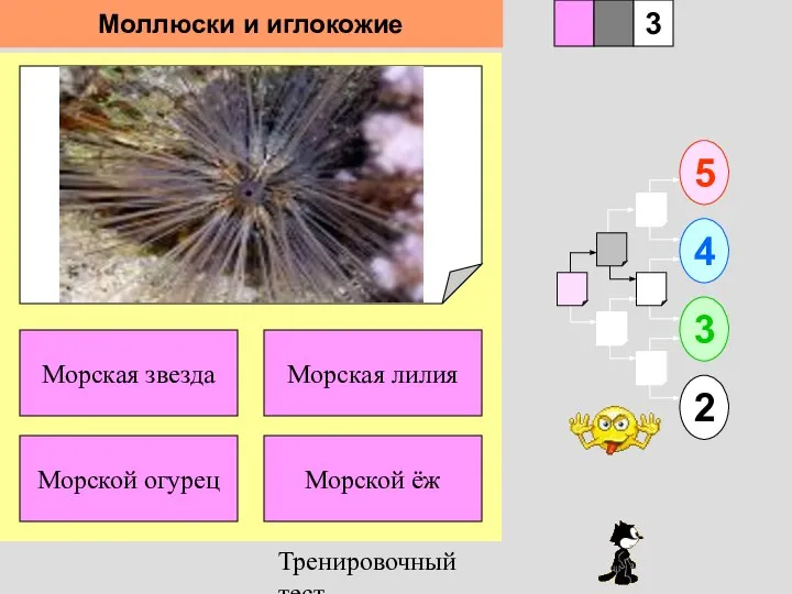 Тренировочный тест 1 Морской огурец Морской ёж 5 2 3 4 2