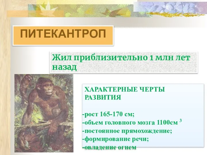 ПИТЕКАНТРОП ХАРАКТЕРНЫЕ ЧЕРТЫ РАЗВИТИЯ рост 165-170 см; объем головного мозга 1100см 3