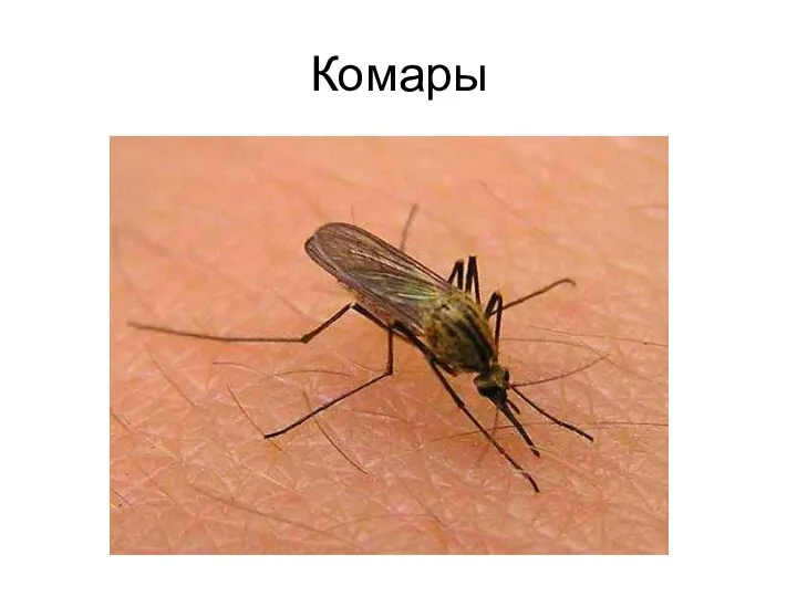 Комары