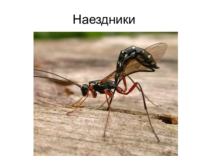 Наездники