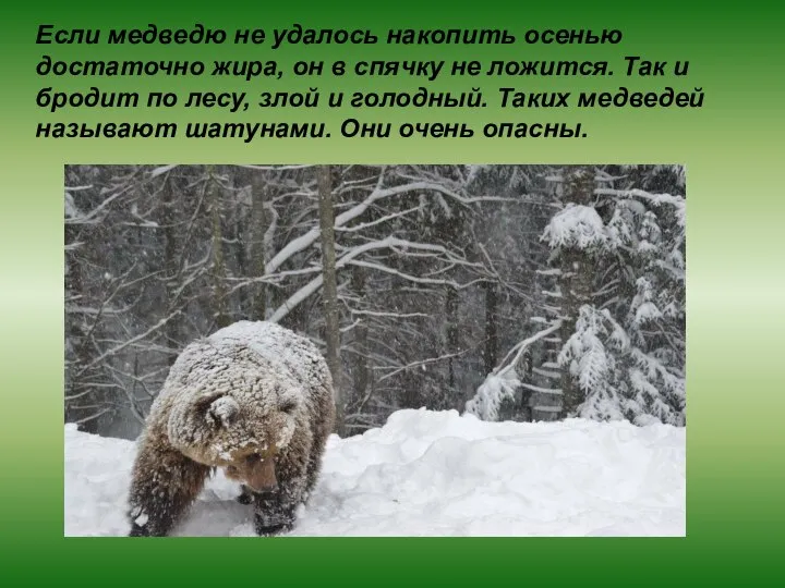 Если медведю не удалось накопить осенью достаточно жира, он в спячку не