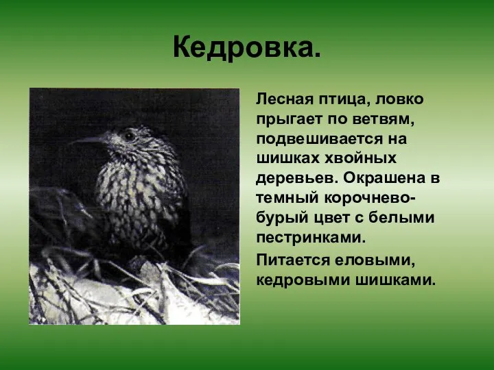 Кедровка. Лесная птица, ловко прыгает по ветвям, подвешивается на шишках хвойных деревьев.