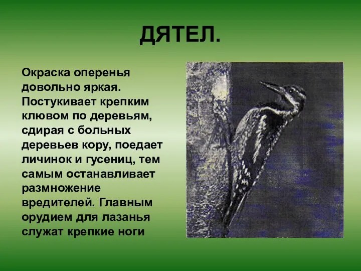 ДЯТЕЛ. Окраска оперенья довольно яркая. Постукивает крепким клювом по деревьям, сдирая с