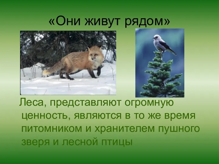 «Они живут рядом» Леса, представляют огромную ценность, являются в то же время