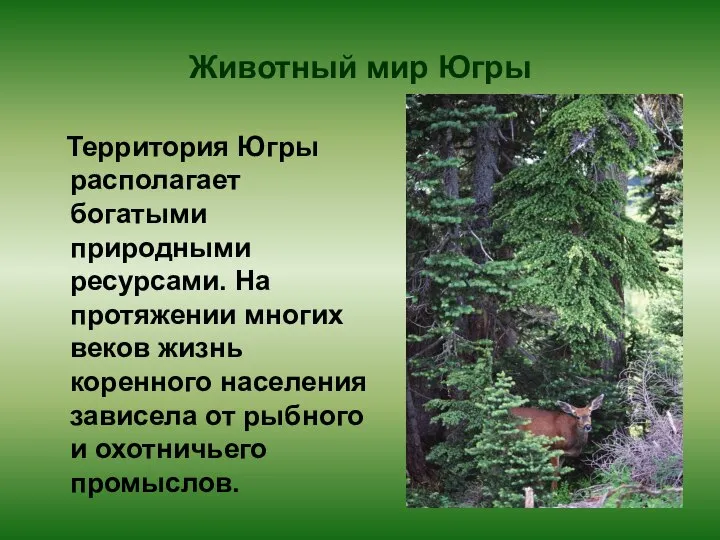 Животный мир Югры Территория Югры располагает богатыми природными ресурсами. На протяжении многих