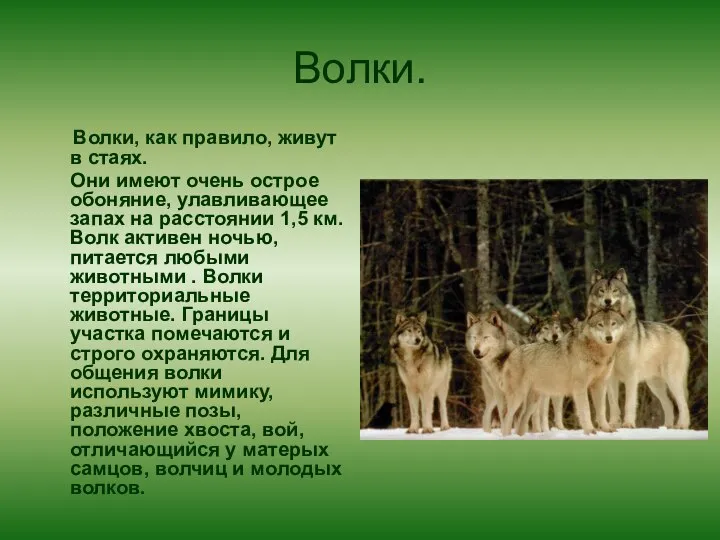 Волки. Волки, как правило, живут в стаях. Они имеют очень острое обоняние,