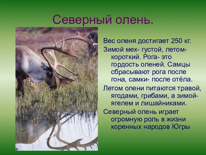 Северный олень. Вес оленя достигает 250 кг. Зимой мех- густой, летом- короткий.