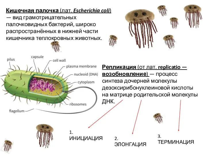 Кишечная палочка (лат. Escherichia coli) — вид грамотрицательных палочковидных бактерий, широко распространённых