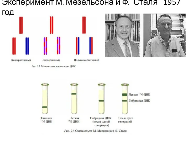 Эксперимент М. Мезельсона и Ф. Сталя 1957 год