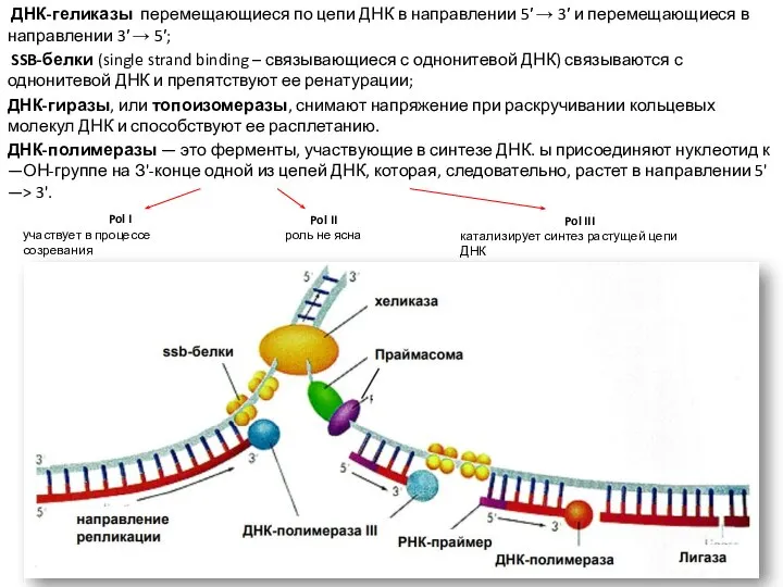 ДНК-геликазы перемещающиеся по цепи ДНК в направлении 5′ → 3′ и перемещающиеся