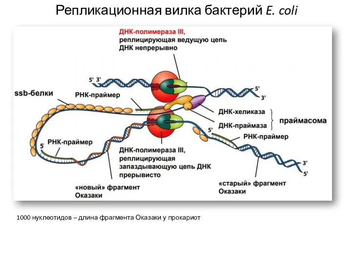 Репликационная вилка бактерий E. coli 1000 нуклеотидов – длина фрагмента Оказаки у прокариот