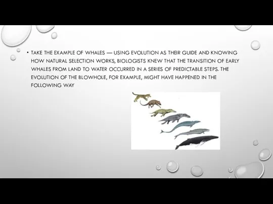 TAKE THE EXAMPLE OF WHALES — USING EVOLUTION AS THEIR GUIDE AND