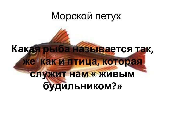 Морской петух Какая рыба называется так, же как и птица, которая служит нам « живым будильником?»