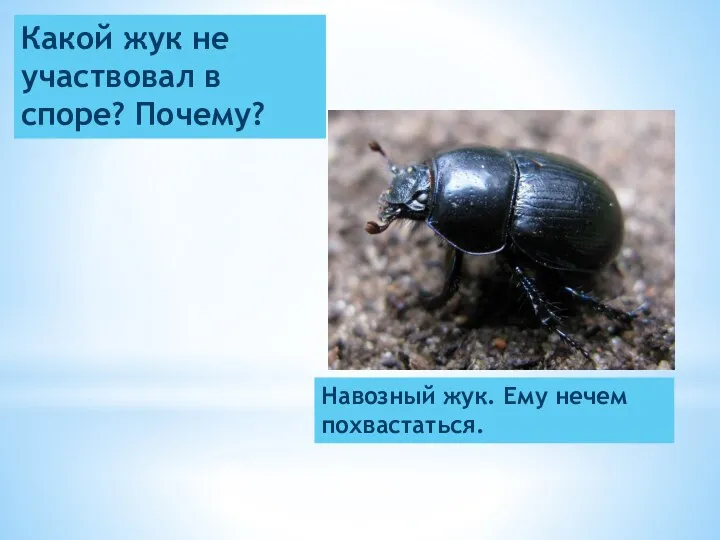 Какой жук не участвовал в споре? Почему? Навозный жук. Ему нечем похвастаться.