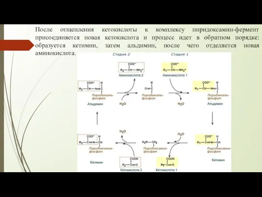 После отщепления кетокислоты к комплексу пиридоксамин-фермент присоединяется новая кетокислота и процесс идет