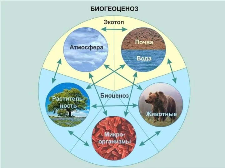 Биоценоз – совокупность популяций разных видов, обитающих на определённой территории. Биотоп (экотоп)