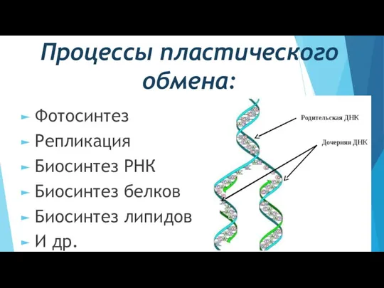 Процессы пластического обмена: Фотосинтез Репликация Биосинтез РНК Биосинтез белков Биосинтез липидов И др.