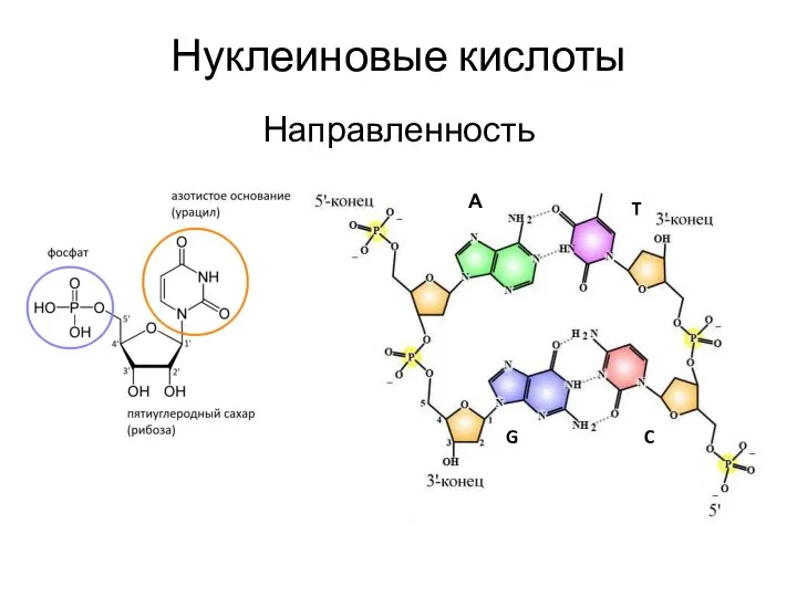 Нуклеиновые кислоты Направленность А T G C