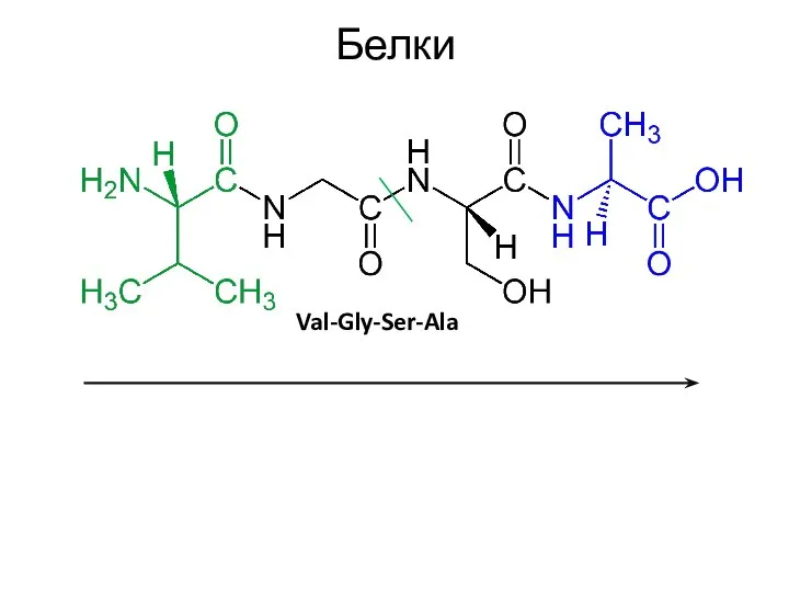 Белки Val-Gly-Ser-Ala