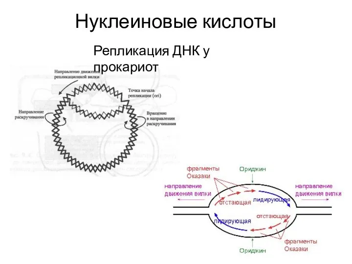 Нуклеиновые кислоты Репликация ДНК у прокариот