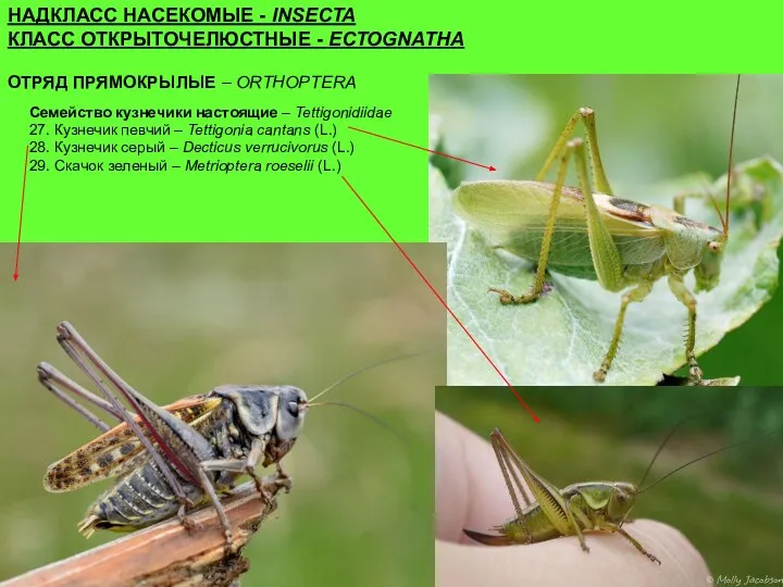 Семейство кузнечики настоящие – Tettigonidiidae 27. Кузнечик певчий – Tettigoniа cantans (L.)