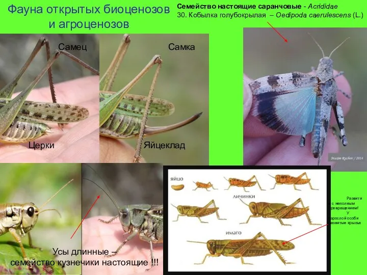 Фауна открытых биоценозов и агроценозов Семейство настоящие саранчовые - Acrididae 30. Кобылка