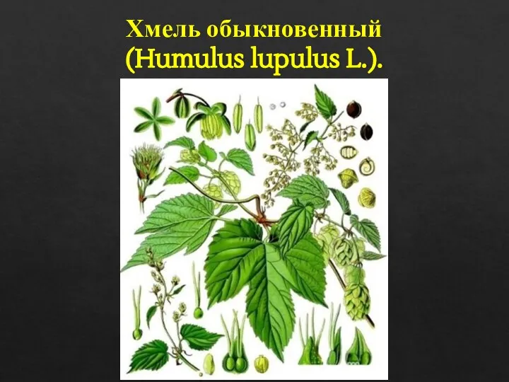 Хмель обыкновенный (Humulus lupulus L.).