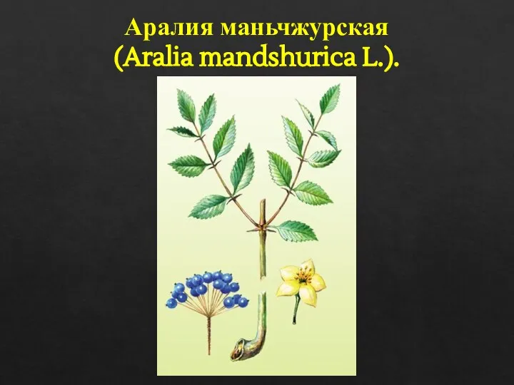 Аралия маньчжурская (Aralia mandshurica L.).