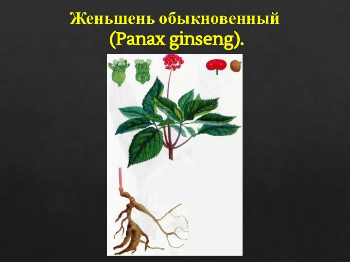 Женьшень обыкновенный (Panax ginseng).