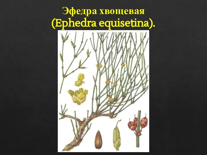 Эфедра хвощевая (Ephedra equisetina).