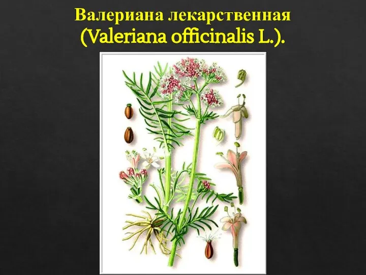 Валериана лекарственная (Valeriana officinalis L.).