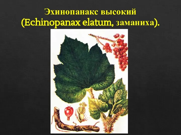 Эхинопанакс высокий (Echinopanax elatum, заманиха).