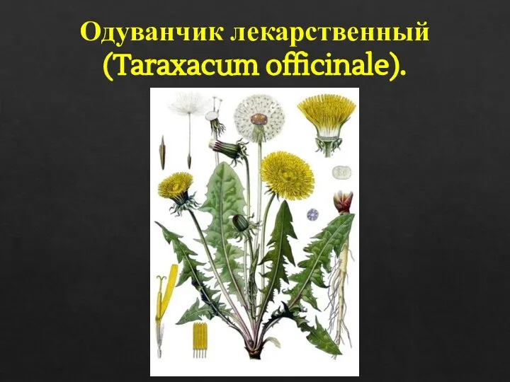 Одуванчик лекарственный (Taraxacum officinale).